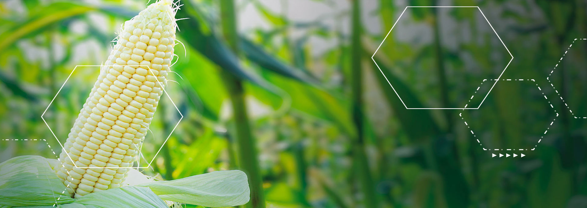 Tavishi General And Petro Trading